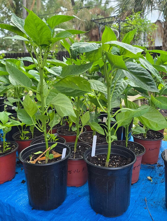 Pepper: King of The North Pepper: King of The North